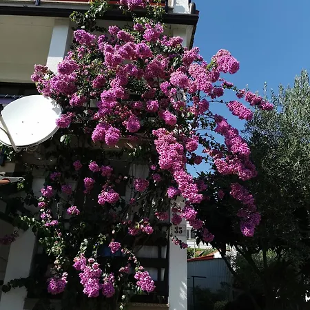 Anić